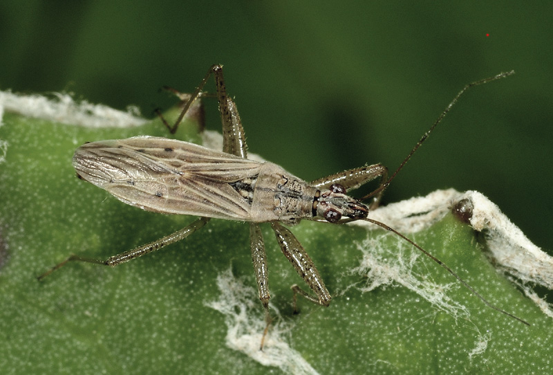 Nabidae: Nabis sp.